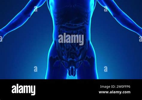 Image result for Appendix Section