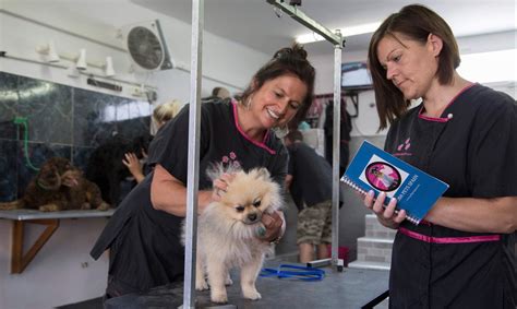 Dog Grooming Courses - Dog & Cat Grooming Training With UK Teacher
