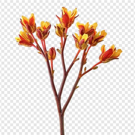 Gulmohar flower png Images - Free Download on Freepik
