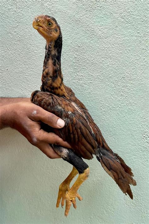 Parrot Beak Aseel Female