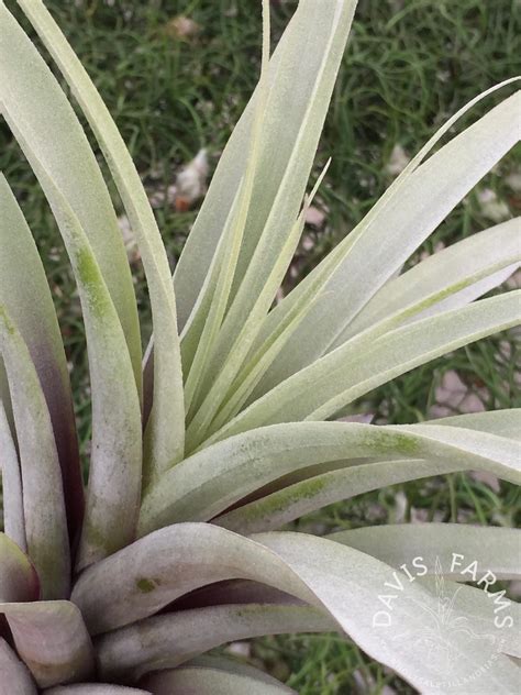 Tillandsia latifolia var. divaricata Blue Moon - Davis Farms Wholesale ...