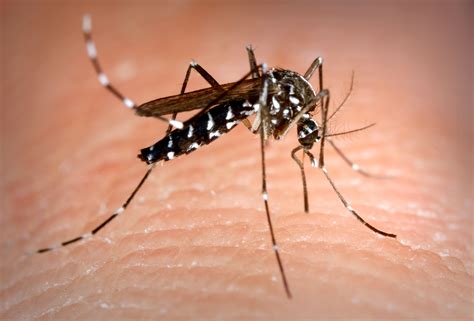 Free picture: aedes albopictus, mosquito, Asian, tiger, mosquito