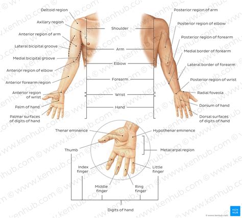 Anatomical terminology: Planes, directions & regions | Kenhub