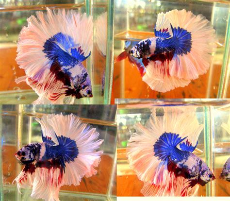 Wunderschöner Kampffisch HalfMoon Dragon Fantasy abzugeben in Herxheim ...