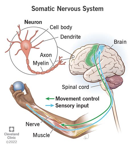 Image result for Somatic Nervous System Function