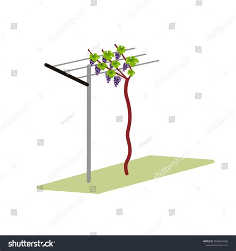 Grapevine Tutorial 的图像结果