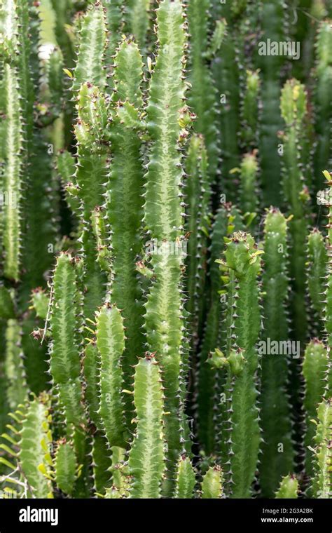 Umdlebe Tree 的图像结果