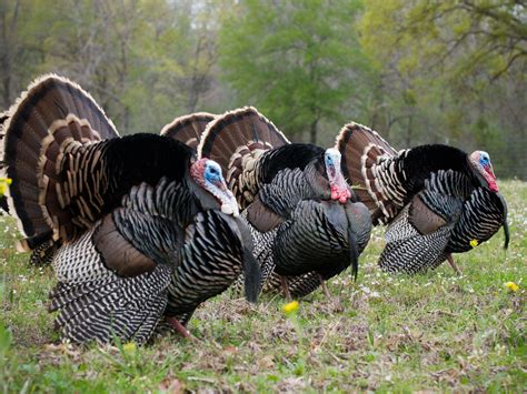 Fall Turkey Wallpapers - Top Free Fall Turkey Backgrounds - WallpaperAccess