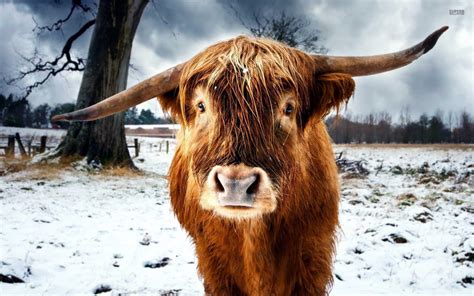 Highland Cow Wallpapers - Top Free Highland Cow Backgrounds ...