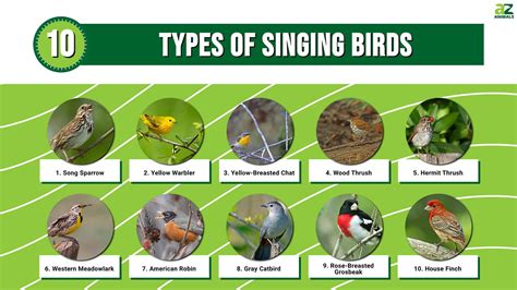 10 Types of Singing Birds - A-Z Animals
