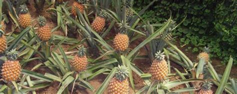菠萝的生长周期是多长时间 - 花野自然