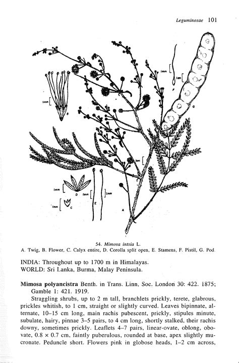 Herbarium JCB