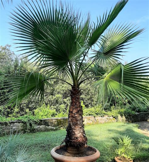 Palm - Washingtonia Filifera | Uffizi Galleries