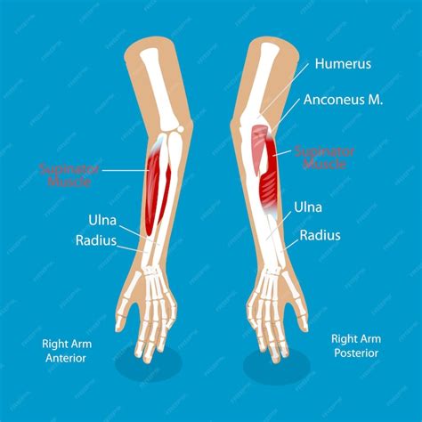 Image result for Supinator Muscle Function
