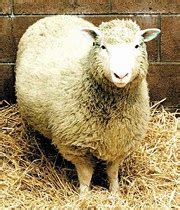 Passi da gigante verso la clonazione umana | La Stella del Mattino