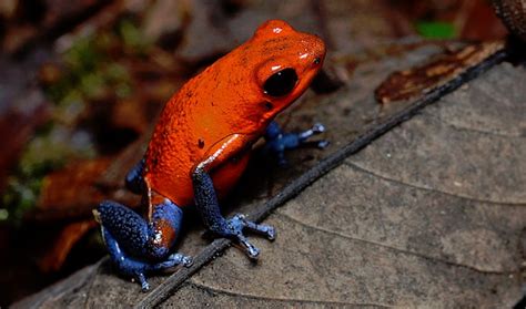 Strawberry Poison Dart Frogs