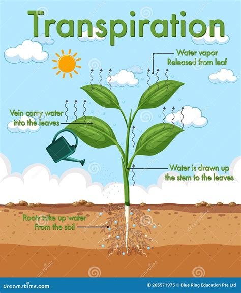 Plant Transpiration Process Time Lapse Montage Of Leaf Stages Stock Photo | CartoonDealer.com ...