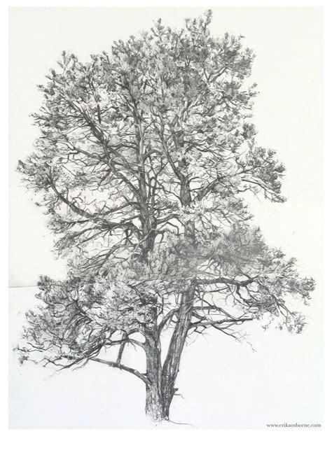 Image result for Graphite Pencil Drawing Tree