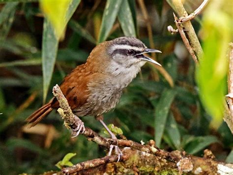 Plain-tailed Wren - eBird