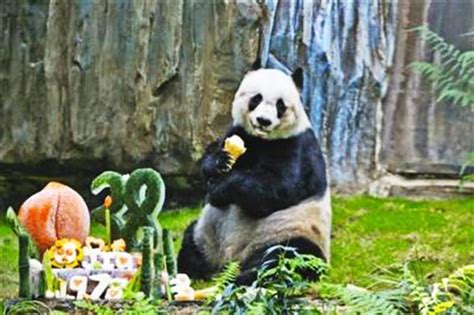 全球最年长圈养大熊猫16日在香港安乐死 终年38岁 世相万千 烟台新闻网 胶东在线 国家批准的重点新闻网站