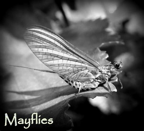 Image result for Mayfly Fly Patterns