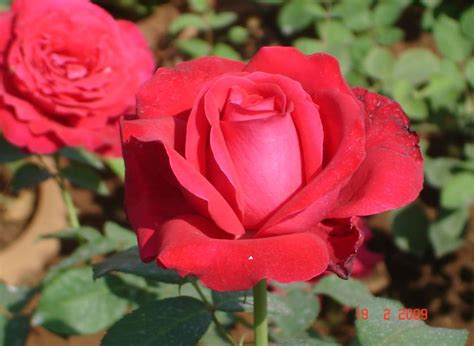 Roses