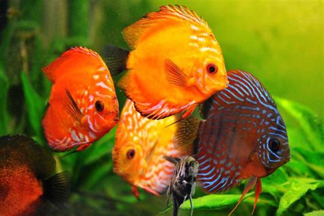 Image result for Discus Fish Facts