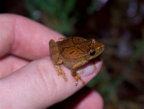 Image result for Animal Spring Peeper