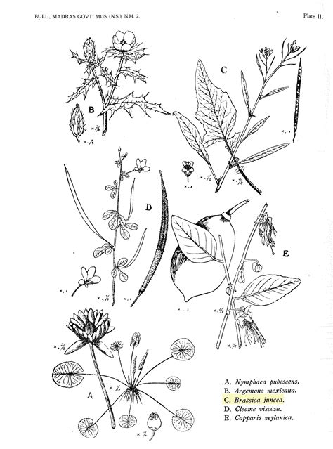 Herbarium JCB