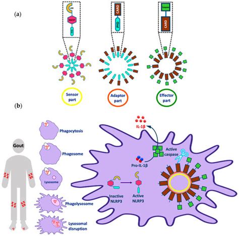 Molecules | Special Issue : Targeting Inflammation and Inflammatory ...