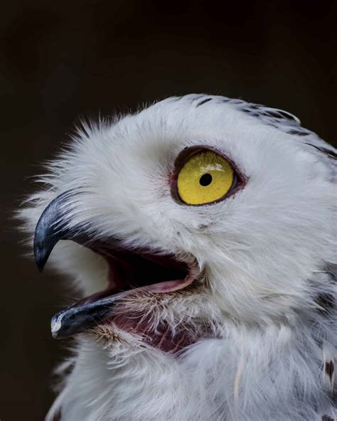 Why Do Birds Chirp at Night? - Bird Helpful