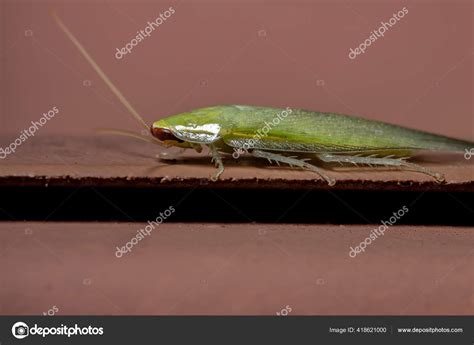 Green Giant Cockroach Genus Panchlora — Stock Photo © softkrafts.live.com #418621000