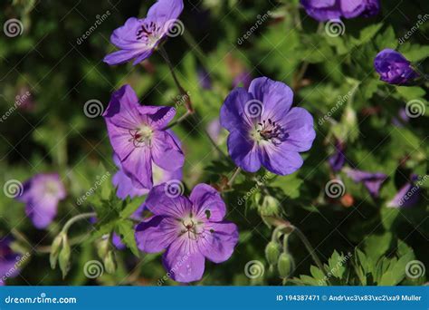 Cranesbill Geranium Rozanne in Violet Color Stock Image - Image of ...