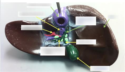 Liver Diagram | Quizlet