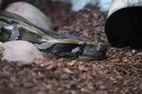 20 Interesting Facts About Burmese Pythons - Wildlife Informer