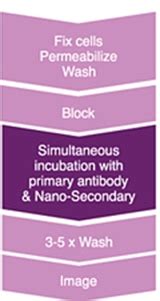 What is one-step immunostaining? | Proteintech Group