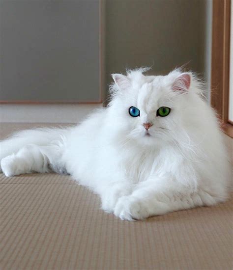 Rare blue and green eyes Persian cat | Persian cat white, White persian ...