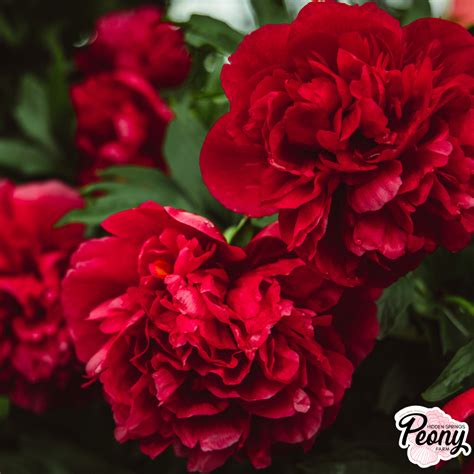 Fern Leaf Peony (P. Tenuifolia) — Hidden Springs Peony Farm