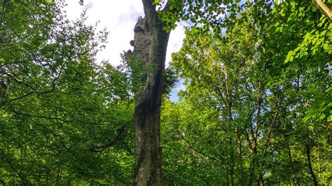 Das Eichhörnchen – enjoying the postapocalypse