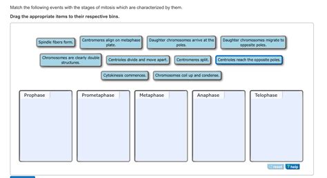 Solved Match the following events with the stages of mitosis | Chegg.com