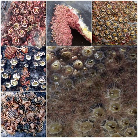 Whale Barnacles Removal Barnacles And Whale Lice On A Gray Whale Baja