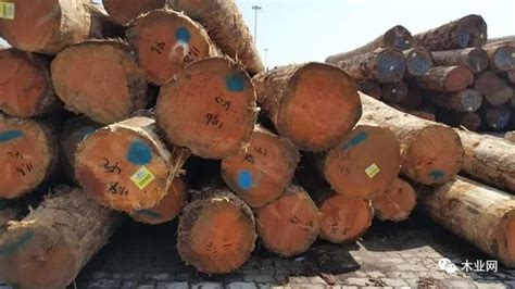 喀麦隆木材产业分析__凤凰网