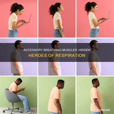 Accessory Breathing Muscles: Hidden Heroes Of Respiration | CyVigor