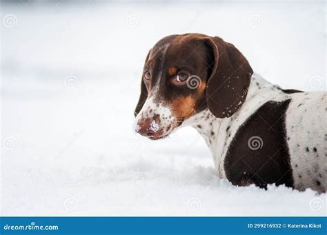 Piebald Dachshund Dog Winter Walk in the Snow Stock Photo - Image of ...