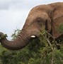 Image result for What Do Elephants Eat in the Wild