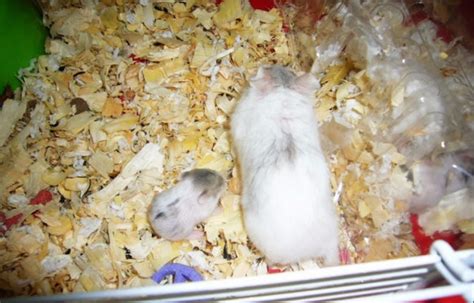 家里养的小白鼠开始繁殖，生了8只小老鼠~