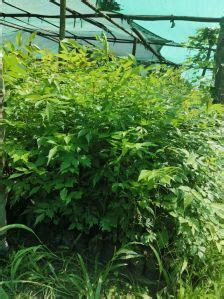 Green Full Sun Exposure Areca Nut Nursery Plant Supplier from Hojai