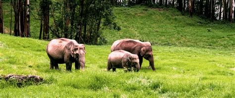 Kerala | Tour Packages Categories | Travel Explorers India Holiday ...