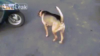Liveleak GIFs - Find & Share on GIPHY