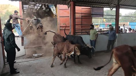 Madhya Pradesh: Sendhwa Rural Police Rescue 61 Cows, Truck Driver ...